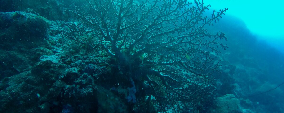 Large gorgonian sea fan coral on reef wall, characteristic of the dramatic wall diving at Amed, East Bali