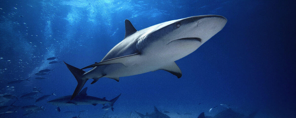 Reef sharks schooling near coral pinnacle, characteristic of Komodo's dramatic current-swept dive sites like Batu Bolong