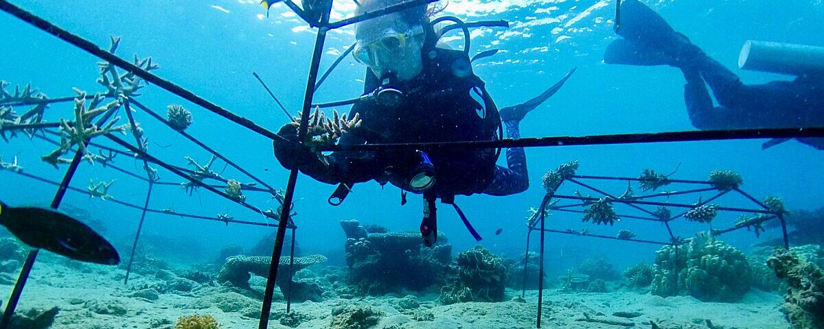 Coral reef restoration structure with new coral growth, similar to the Biorock artificial reef technology at Bio Rocks dive site
