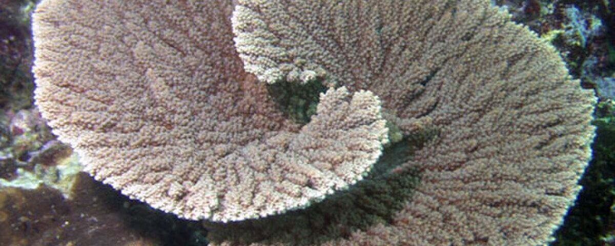 Acropora table coral formation underwater, representative of the basket-shaped coral structures found at Coral Basket dive site
