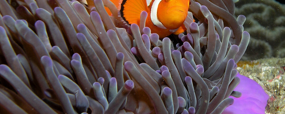 Anemonefish in purple sea anemone on coral reef, representative of the sheltered reef environment at Gamat Bay, Nusa Penida
