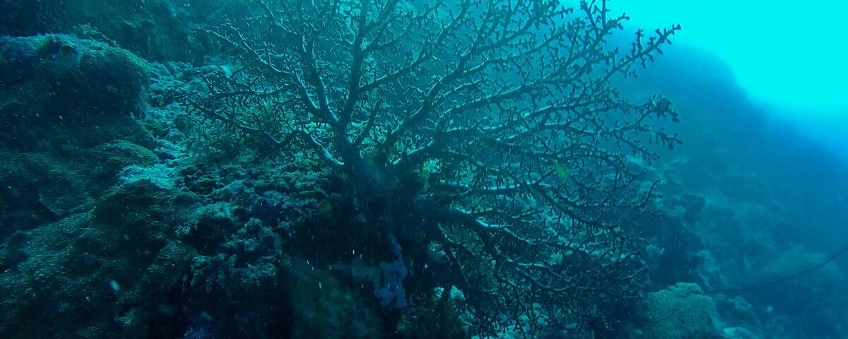 Large gorgonian sea fan coral on a reef wall, characteristic of the wall diving environment at Gili Air Wall