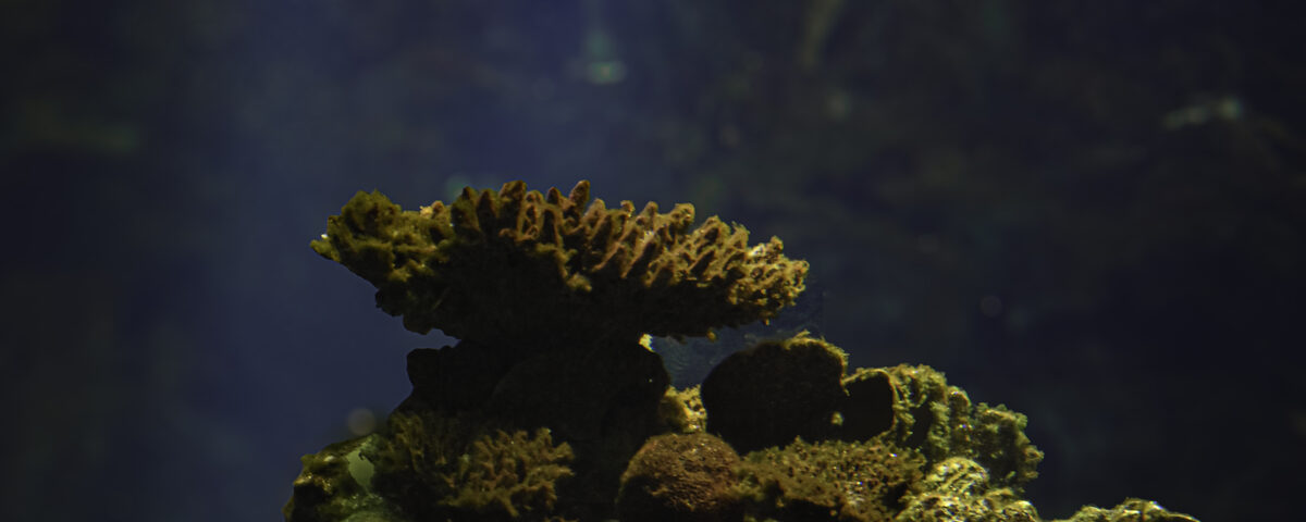 Colourful coral reef formation with diverse hard and soft corals, representative of the vibrant reef ecosystem at Halik Reef