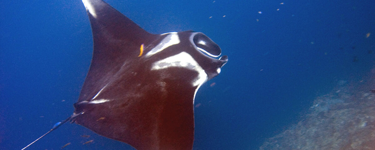 Manta ray feeding in the channel at Manta Alley, southern Komodo National Park