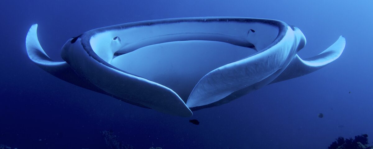 Giant oceanic manta ray swimming in open water, the signature species encountered at Manta Point dive site