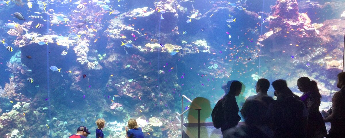Pristine coral reef wall with diverse marine life, typical of the protected reef walls around Menjangan Island, North Bali