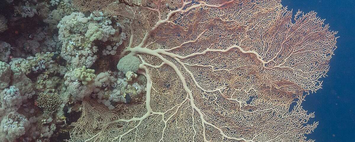 Elegant sea fan coral on a reef slope, representative of the gorgonian-rich habitat at Meno Slope dive site