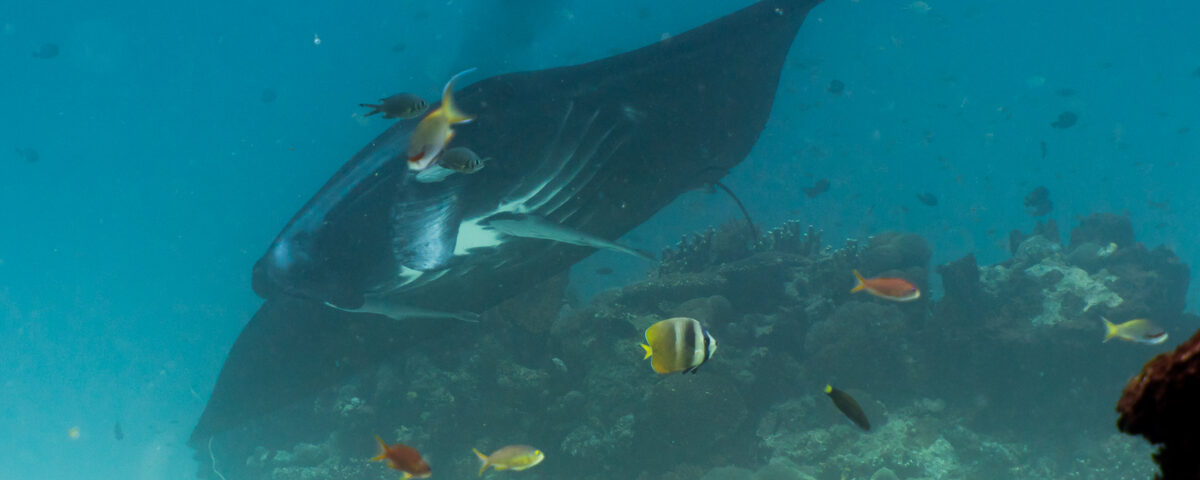 Reef manta ray gliding over coral reef, representative of the pelagic encounters at SD Point, Nusa Penida