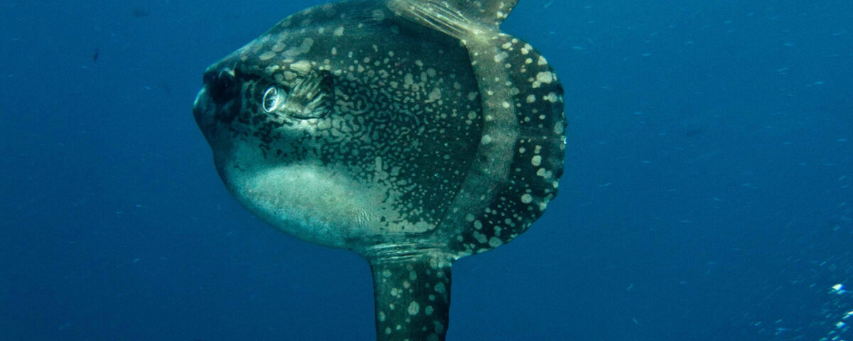Mola mola (ocean sunfish) at cleaning station near Nusa Penida, a rare pelagic encounter at the current-swept dive sites of this region