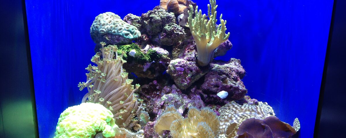 Shallow tropical coral reef with clear blue water, characteristic of the sheltered Blue Lagoon at Padang Bai, Bali