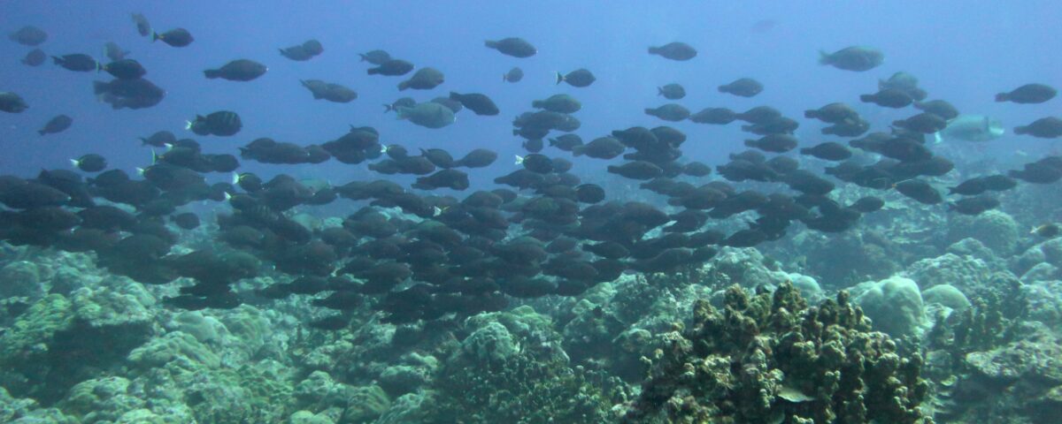 Parrotfish school swimming over shallow coral reef, typical of the accessible and gentle reef diving at Sanur, South Bali