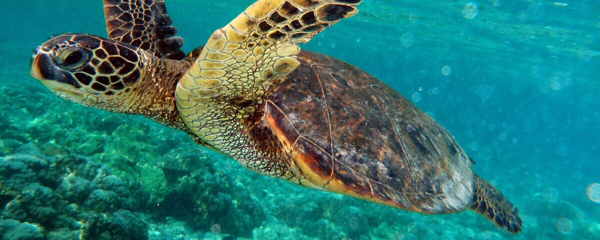 Green sea turtles resting on coral at Siaba Besar, Komodo National Park