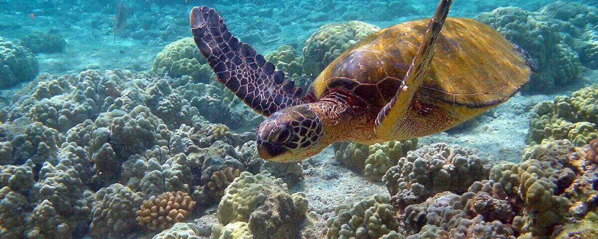 Green sea turtle resting on coral reef at Siaba Kecil, Komodo National Park