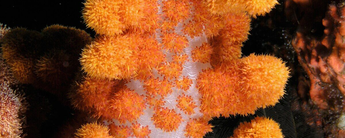 Peach-coloured soft coral (Dendronephthya) in Indonesian waters, representative of the vibrant reef life at Simon's Reef