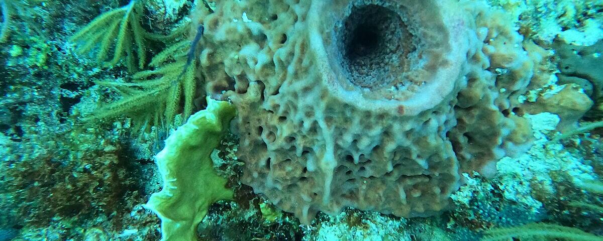 Giant barrel sponge with fire coral on a tropical reef, similar to the marine life found at Takat Malang pinnacle
