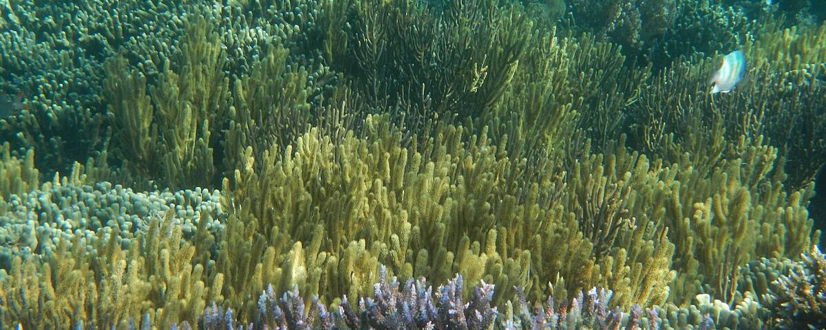 Healthy coral wall at Tatawa Besar, Komodo National Park, Indonesia