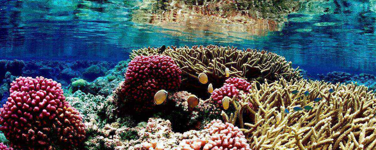 Healthy coral reef slope at Tatawa Kecil, Komodo National Park, Indonesia