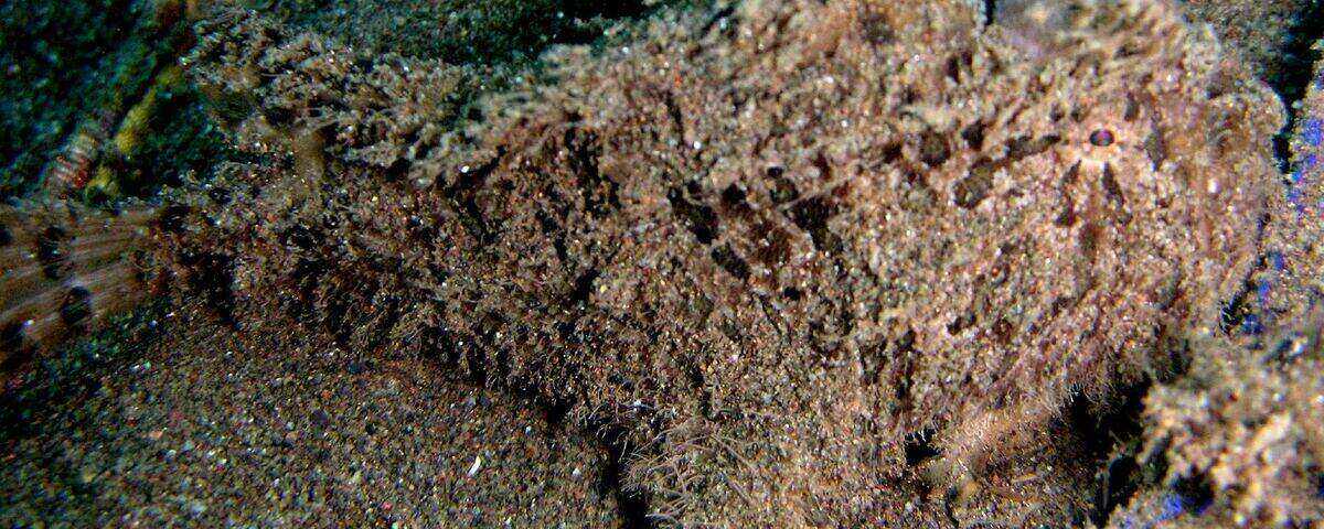 Black sand slope with marine life at Torpedo Alley, Komodo National Park