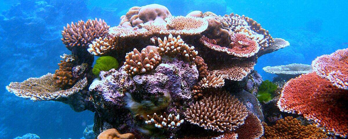Yellow soft coral wall at Yellow Wall of Texas dive site, Komodo National Park